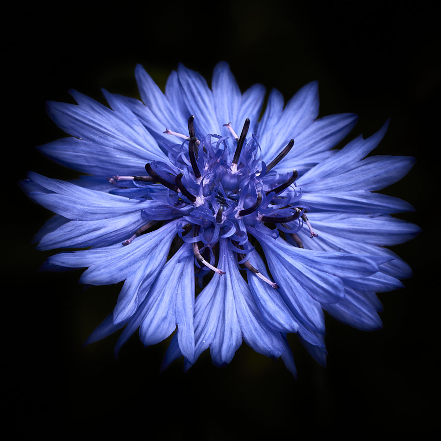 Cornflower
