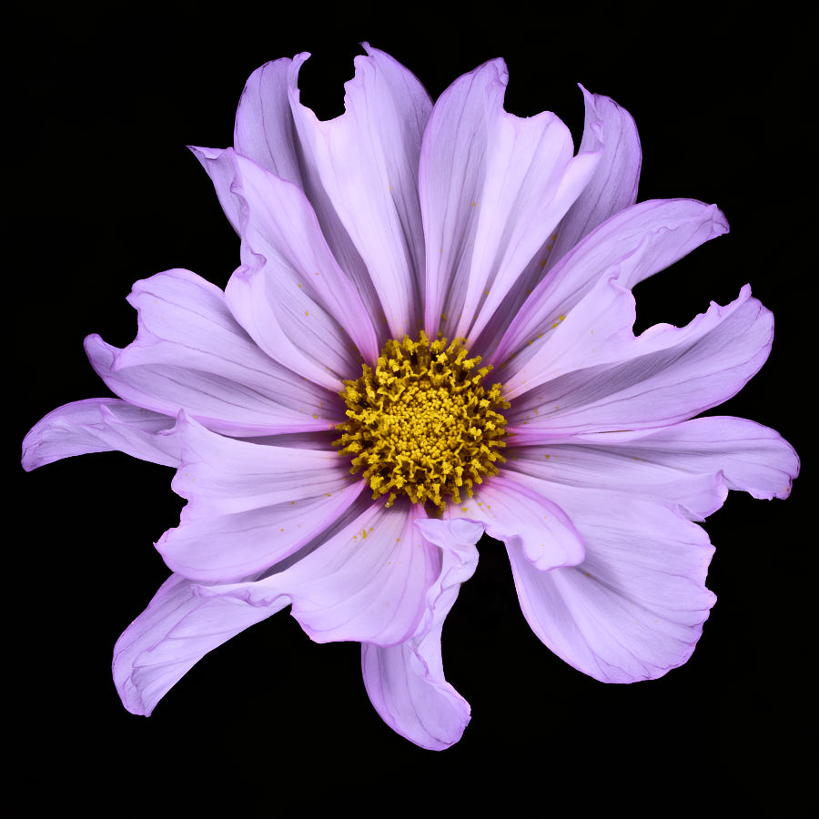 Cosmos