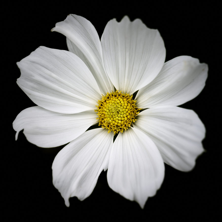 Cosmos