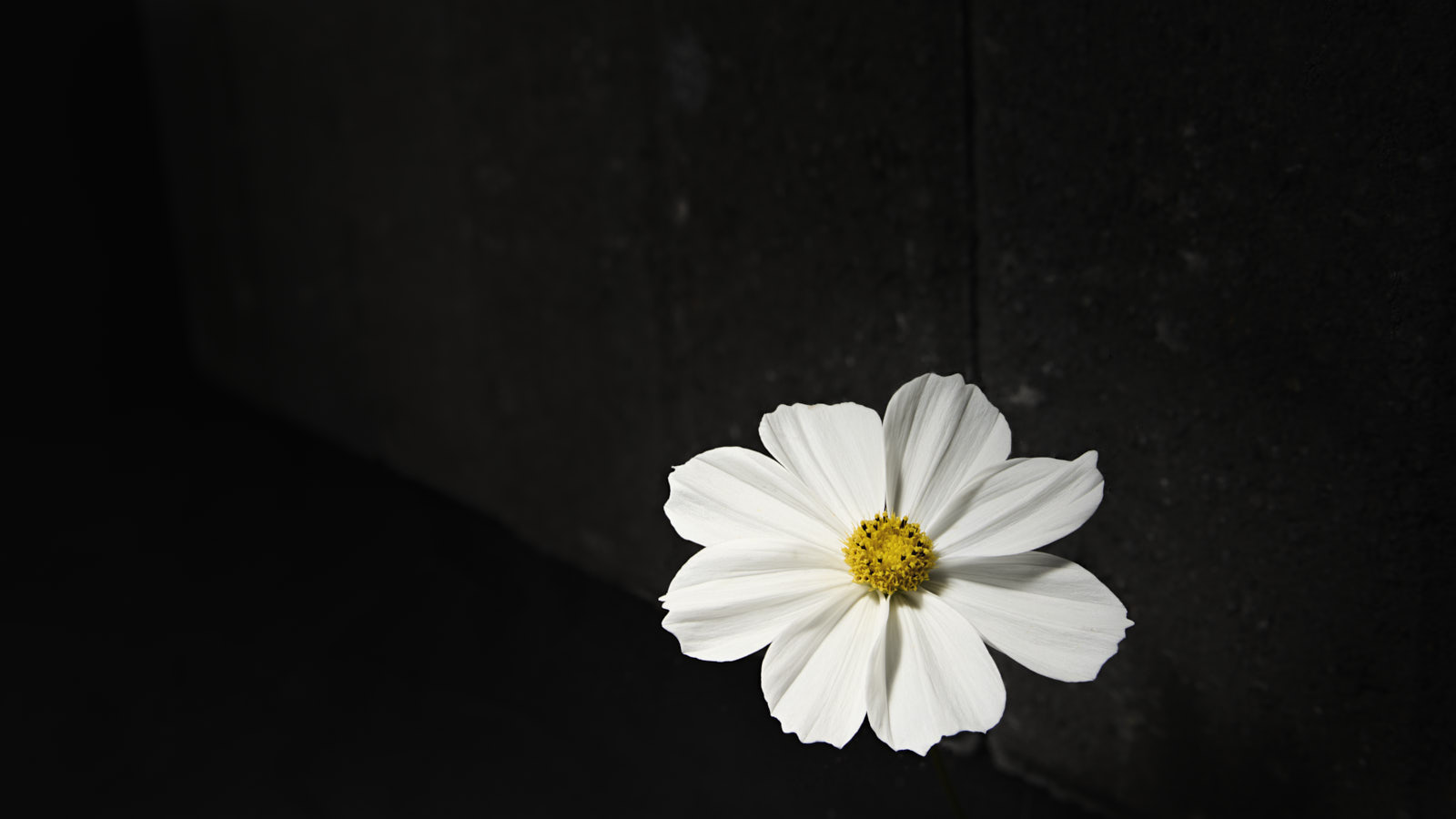 Cosmos