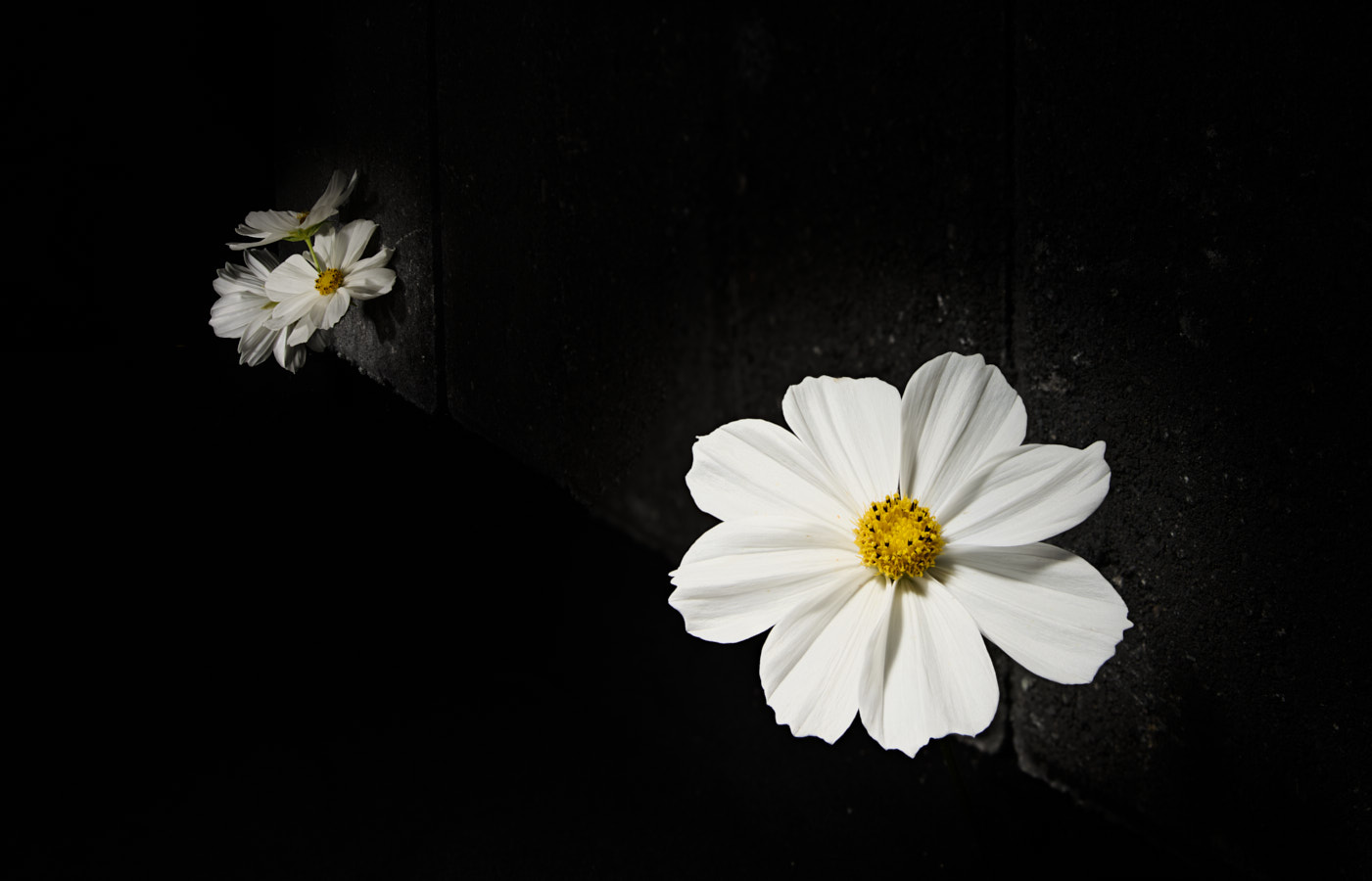Cosmos