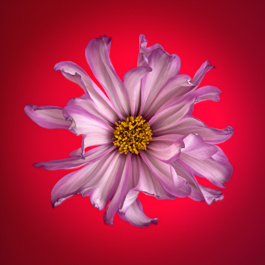 Cosmos
