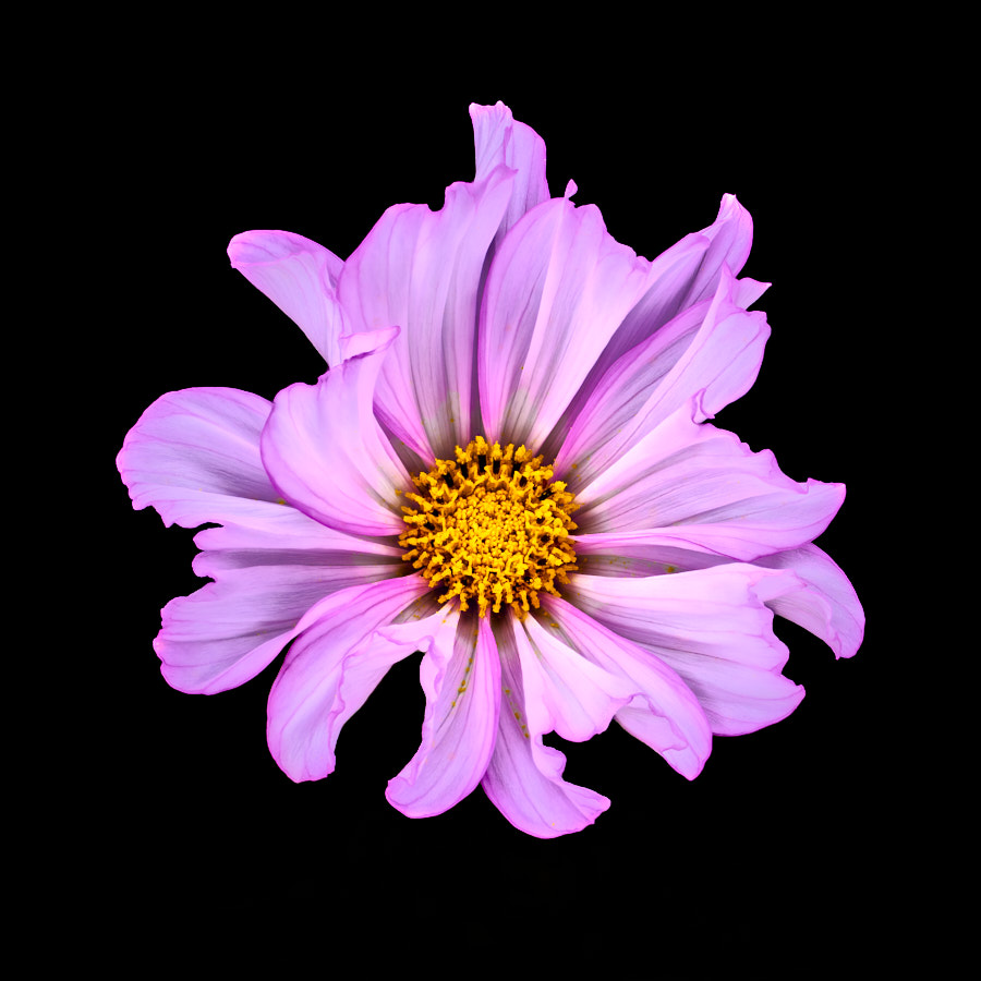 Cosmos