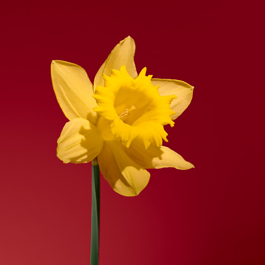 Daffodil