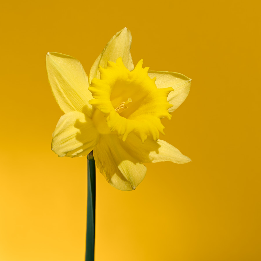 Daffodil