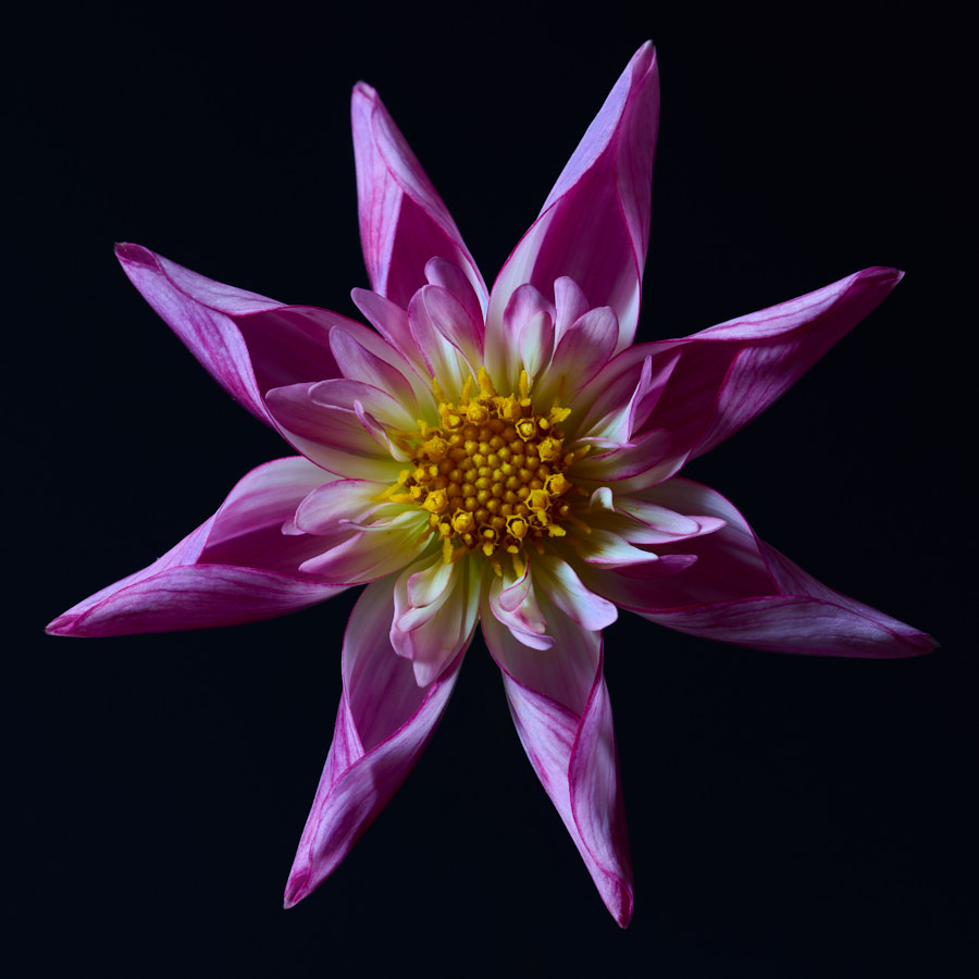 Dahlia