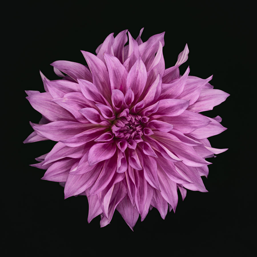 Dahlia