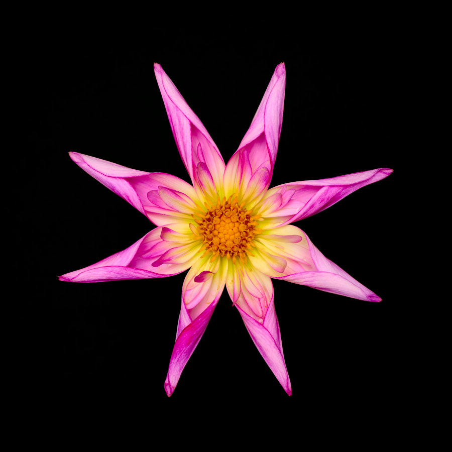 Dahlia