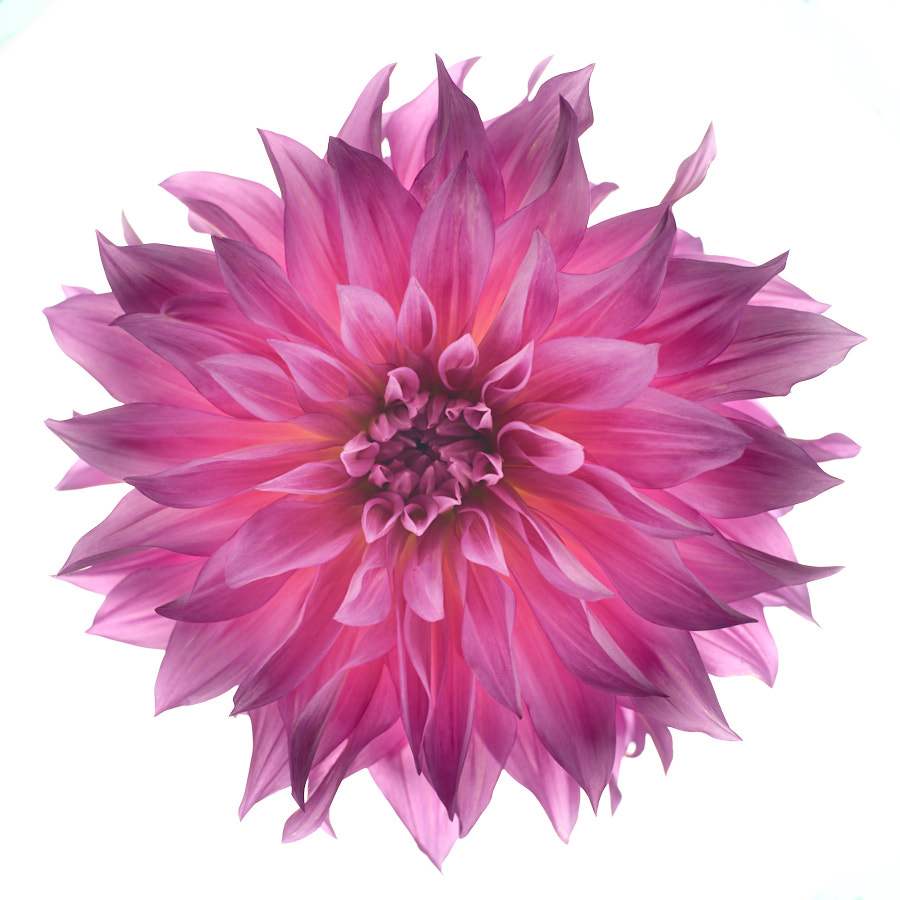 Dahlia