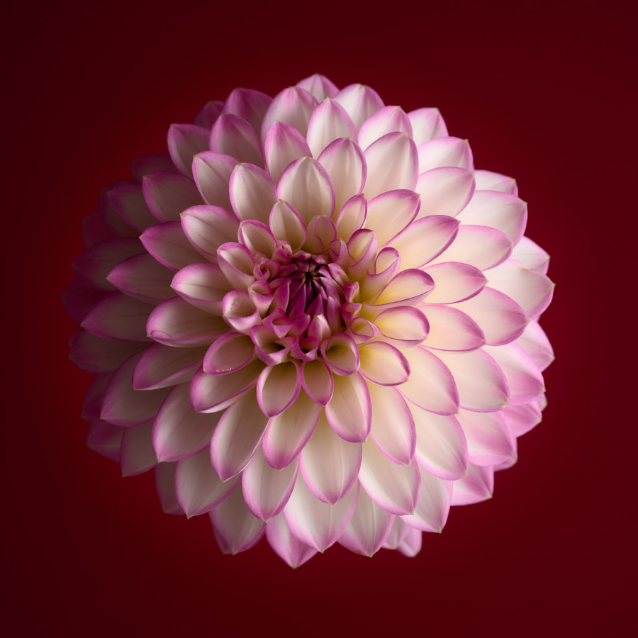 Dahlia