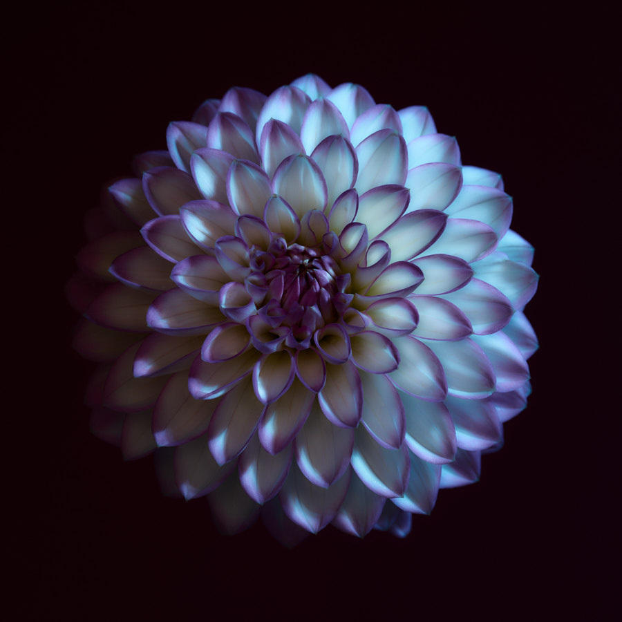 Dahlia