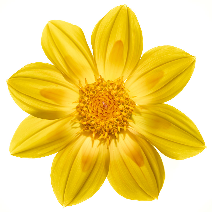 Dahlia