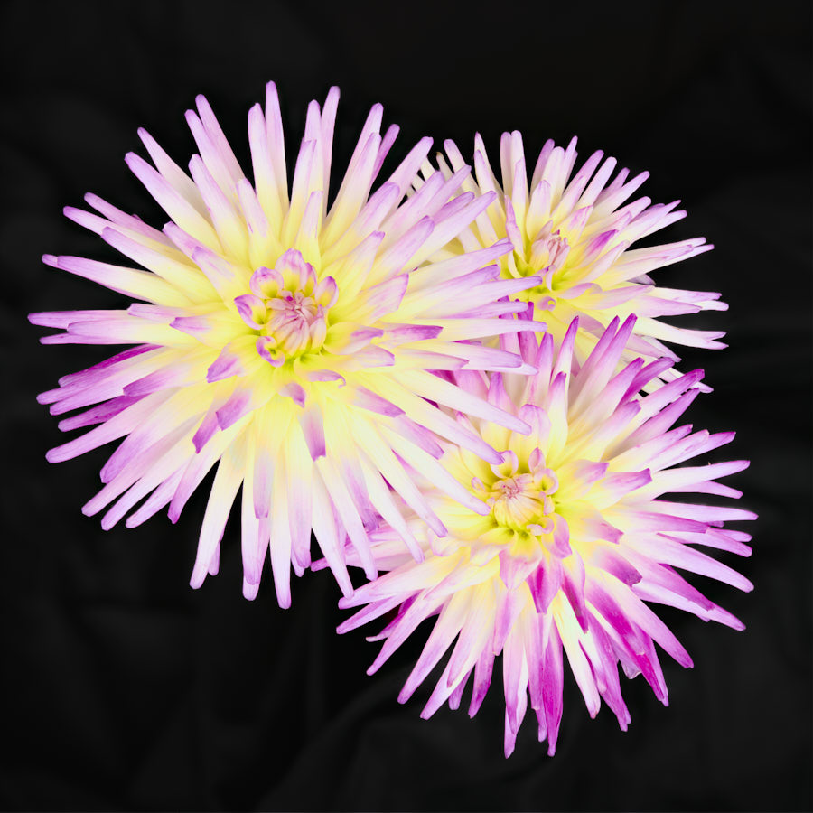 dahlia