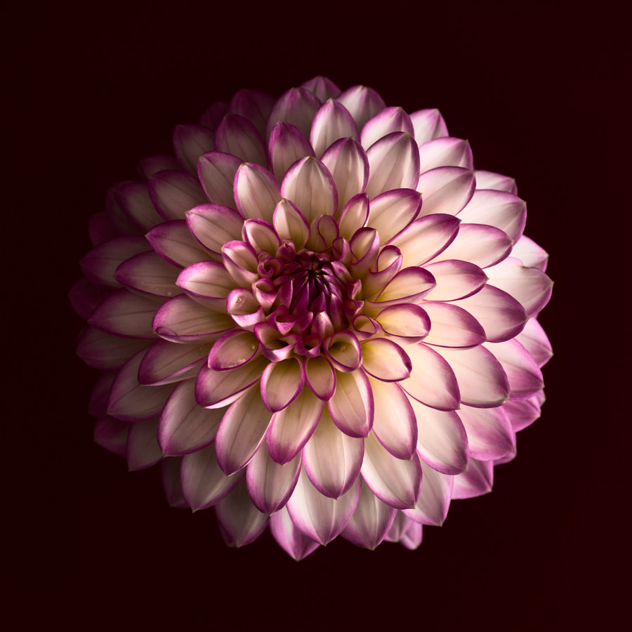 Dahlia