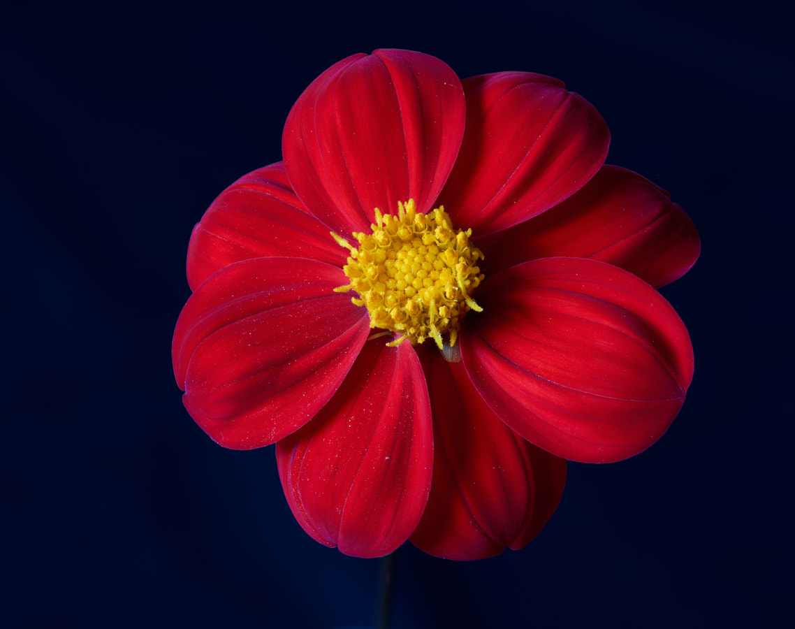 Dahlia