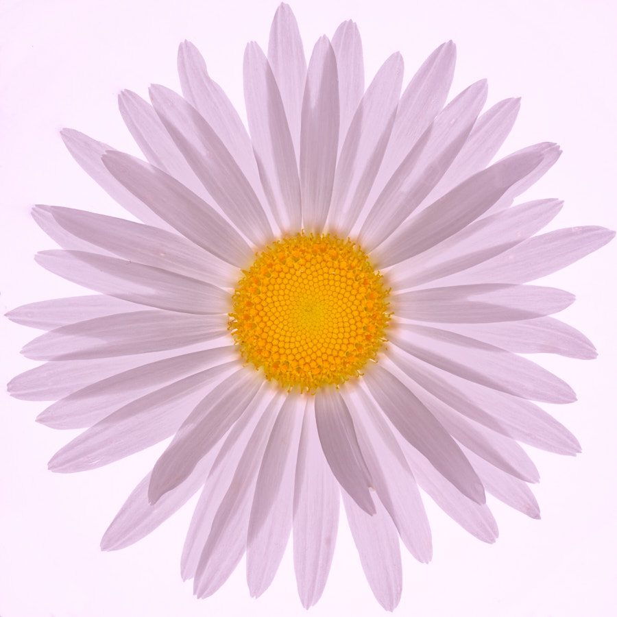 Daisy
