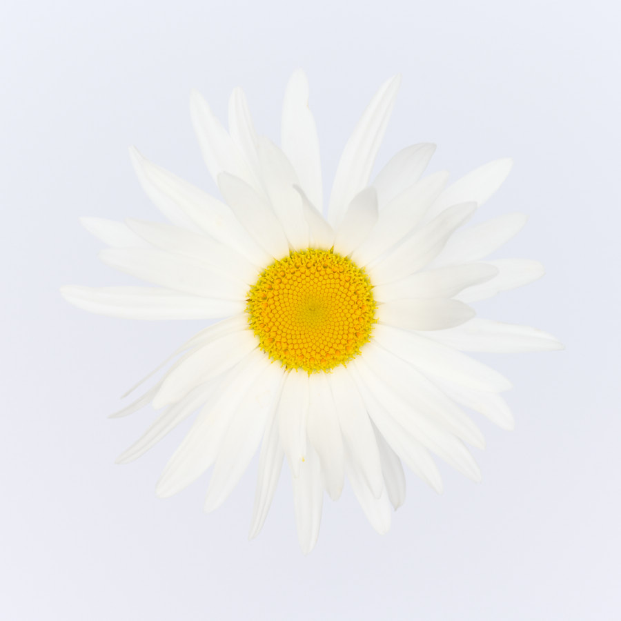 Daisy