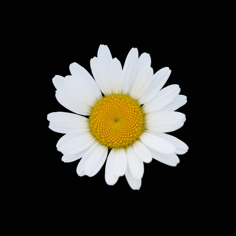 Daisy