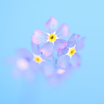 hydrangea