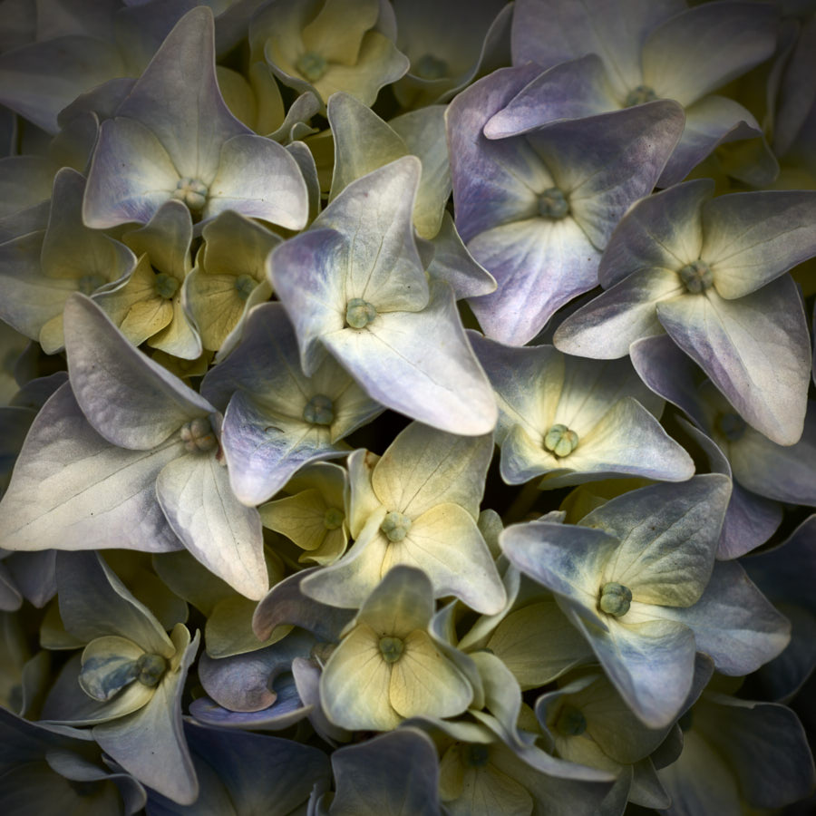 Hydrangea