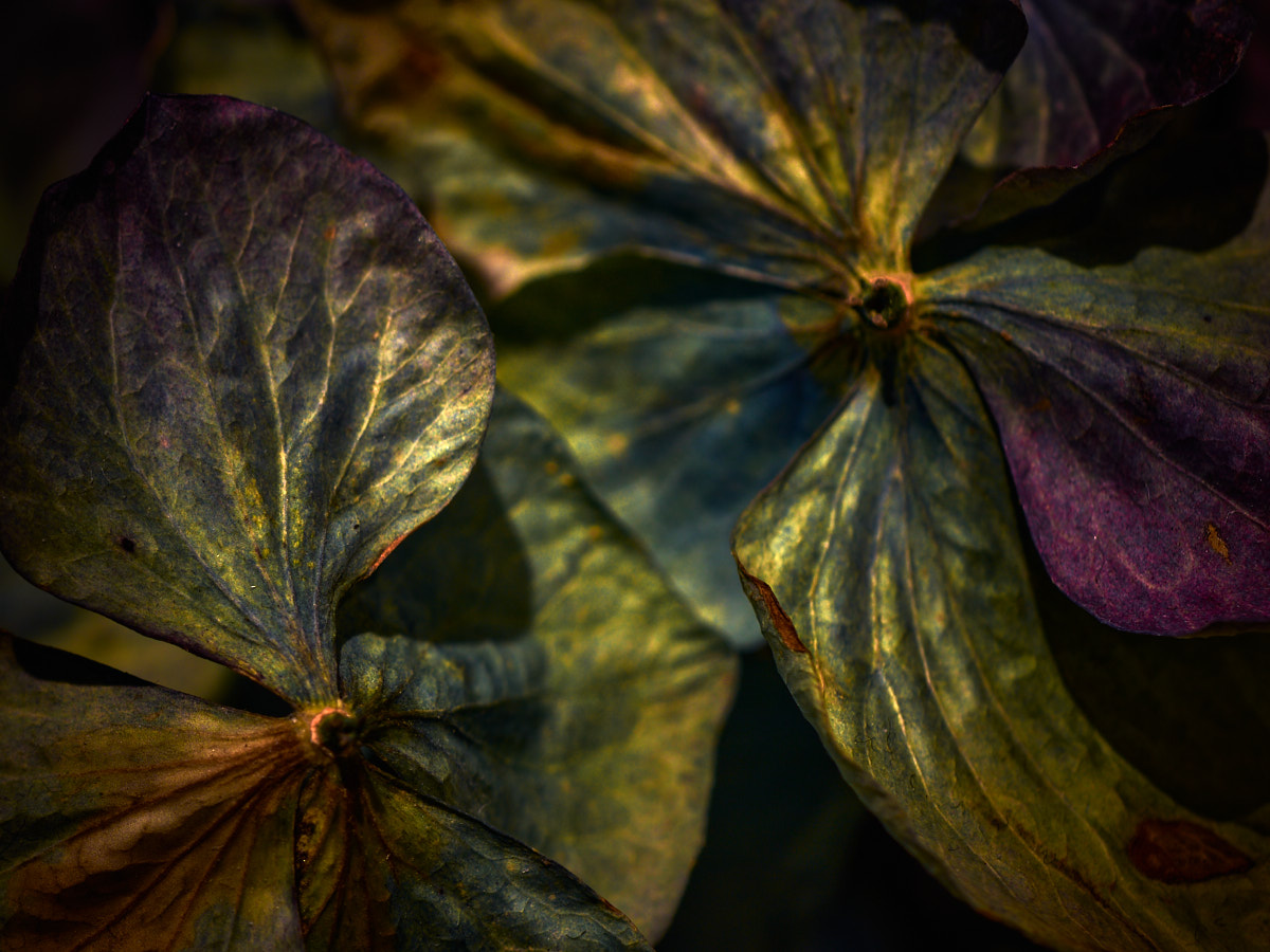 Hydrangea