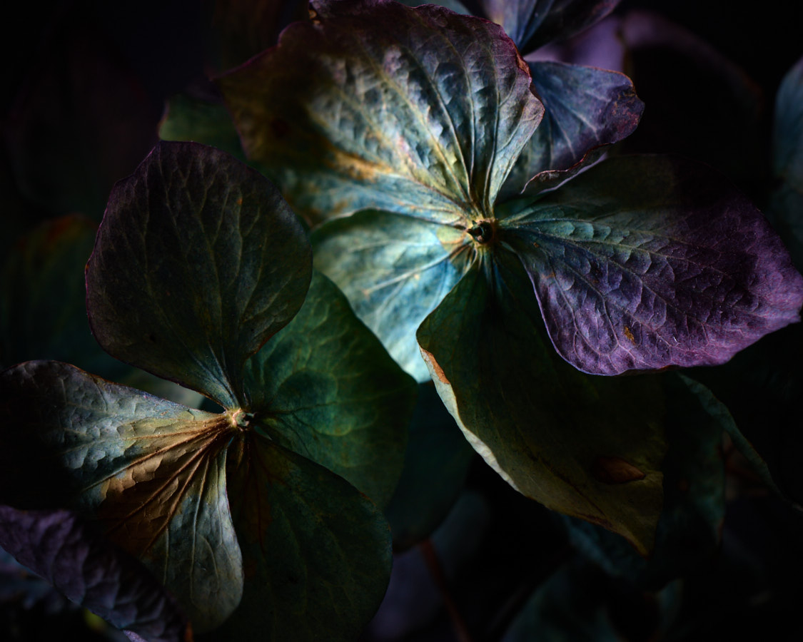 Hydrangea