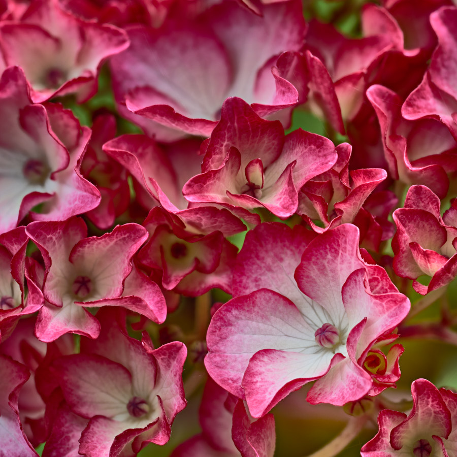 Hydrangea