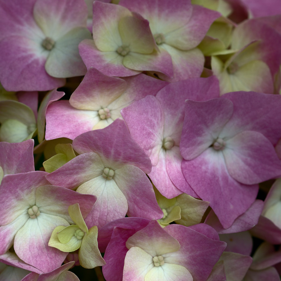 Hydrangea