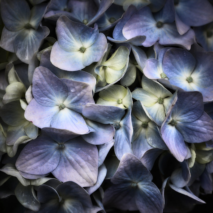 Hydrangea