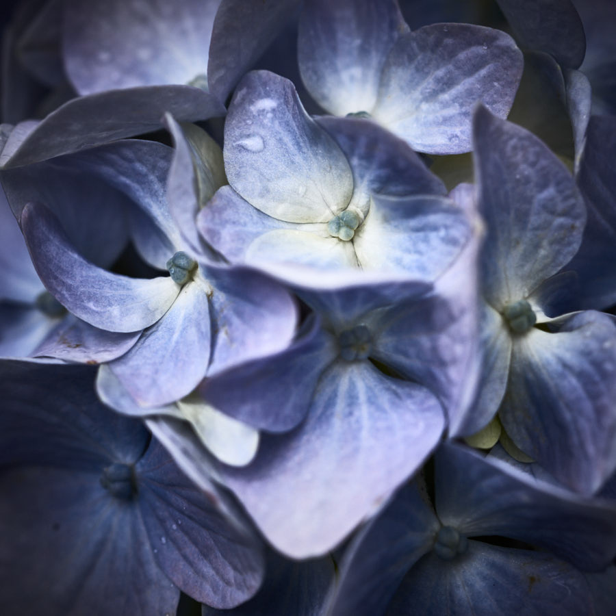 Hydrangea