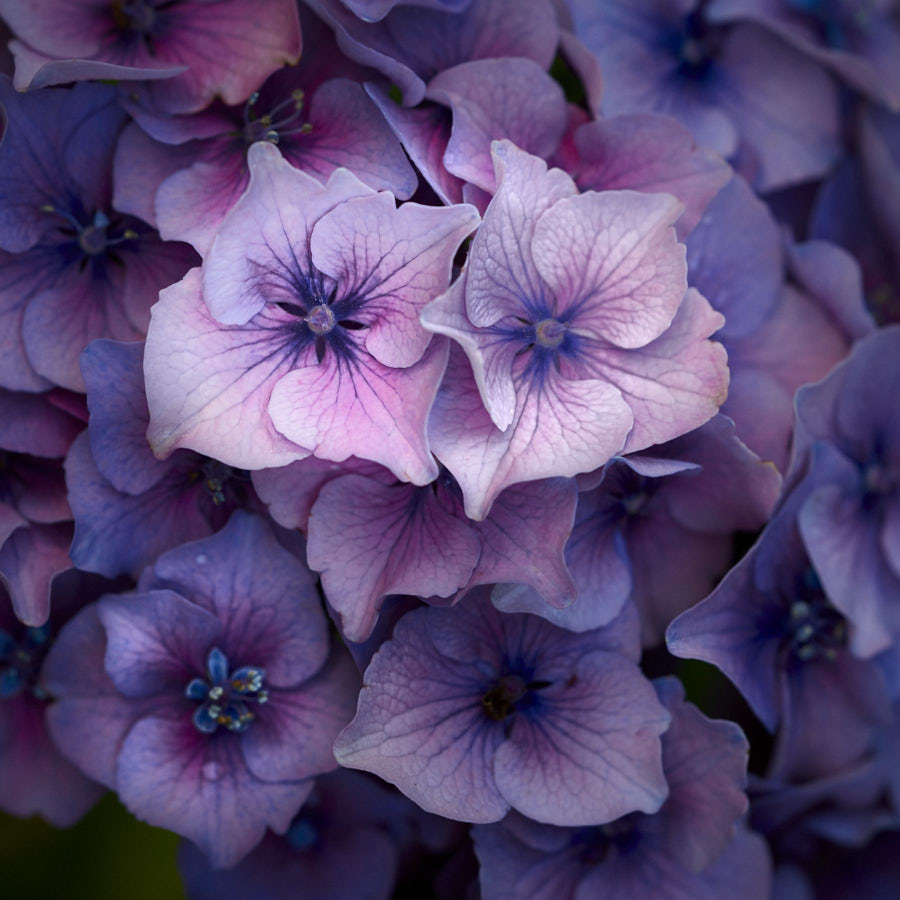 Hydrangea