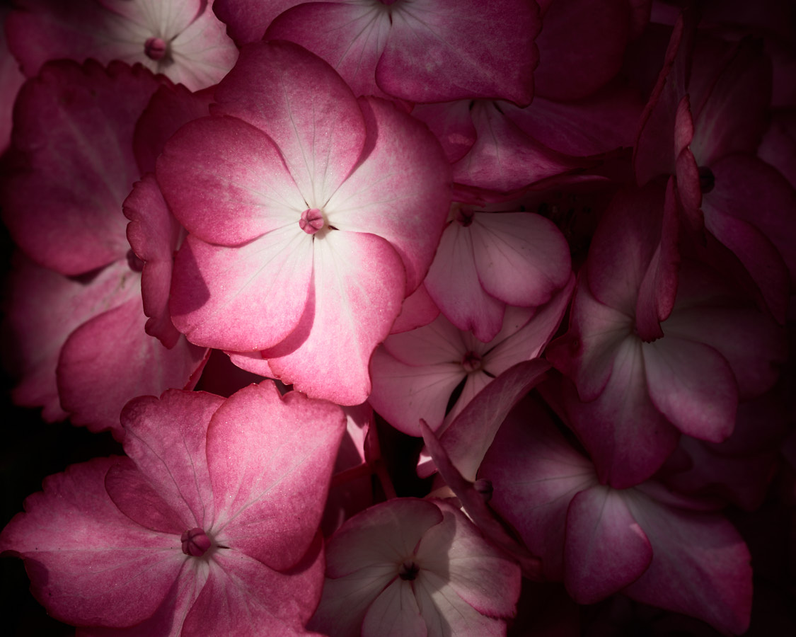 Hydrangea