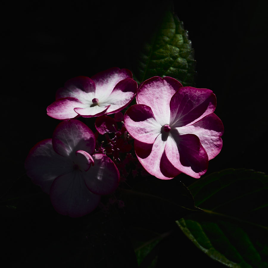 Hydrangea