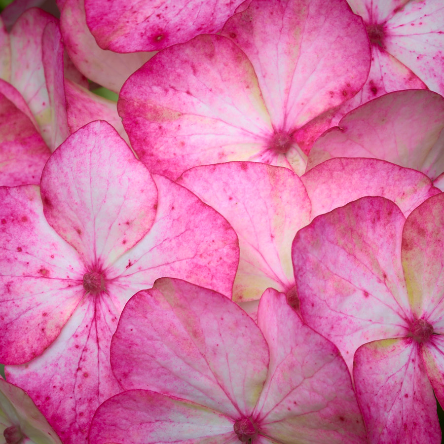Hydrangea