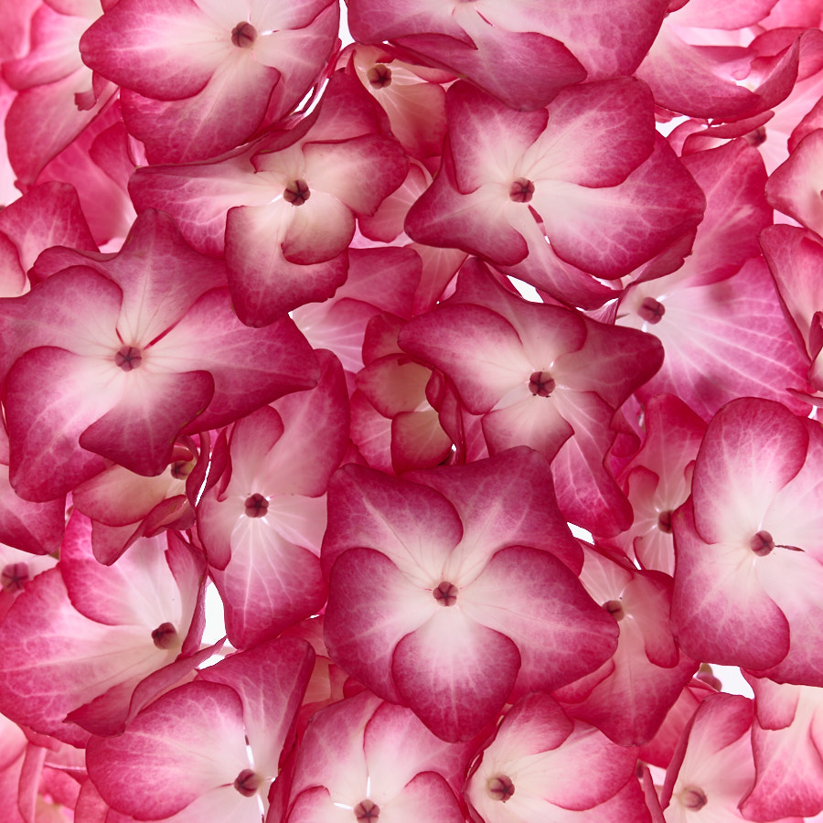 Hydrangea