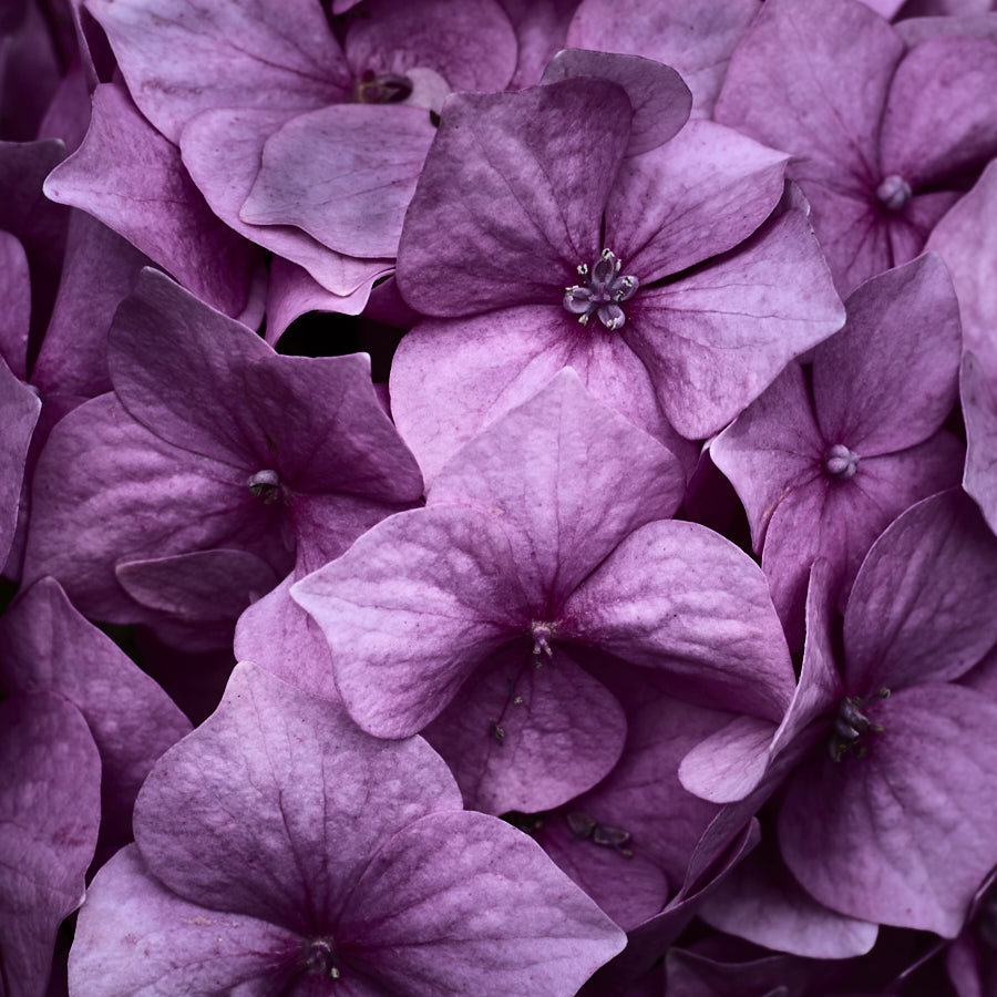 Hydrangea