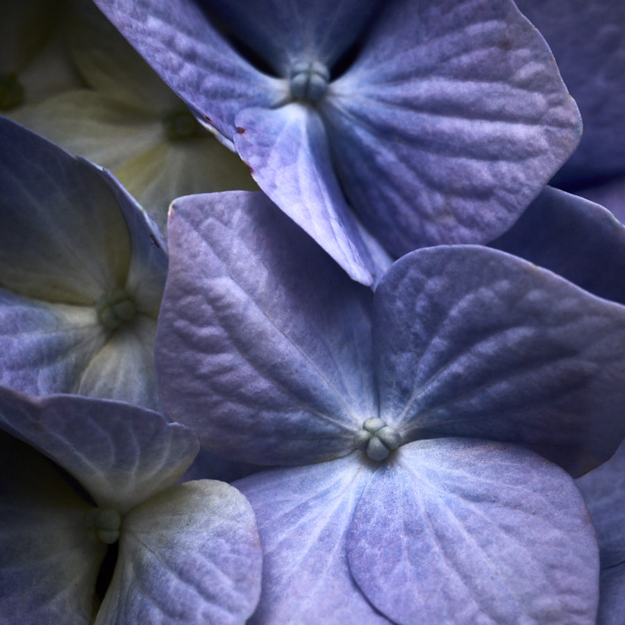 Hydrangea