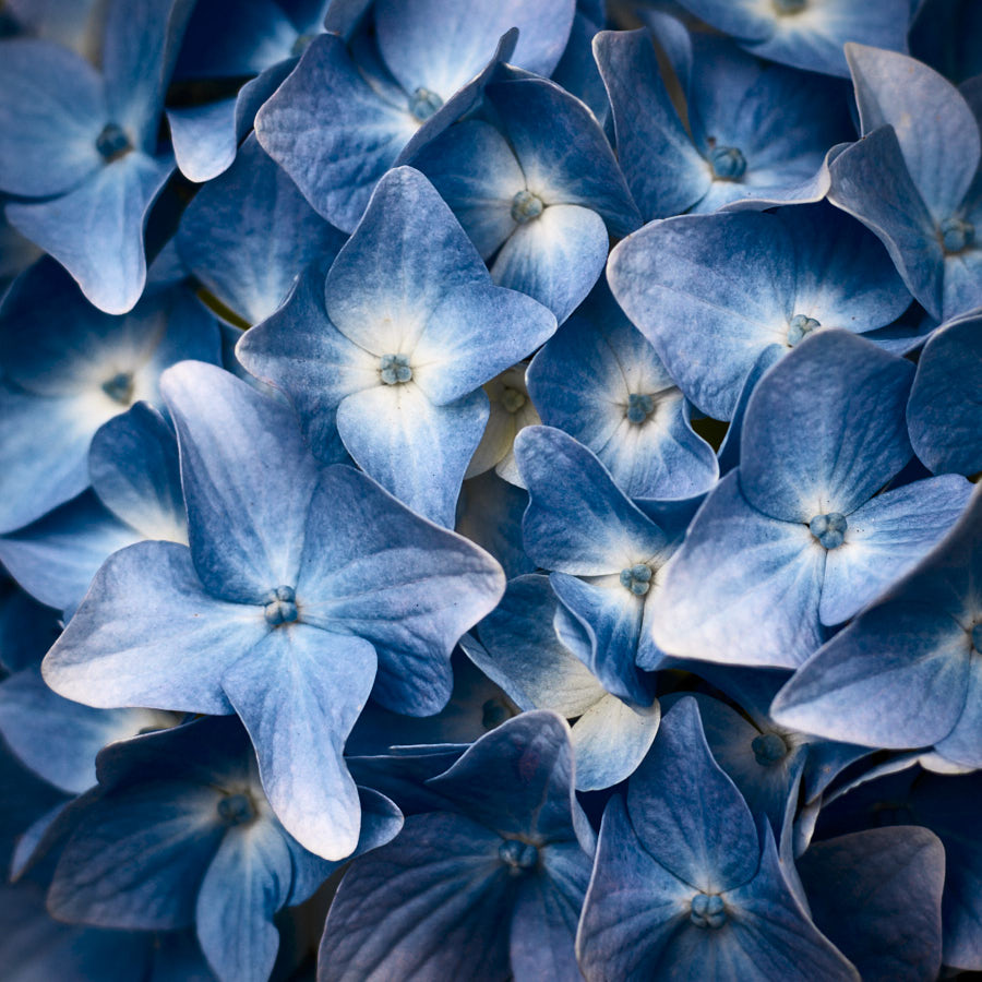 Hydrangea