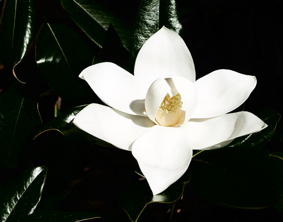 Magnolia