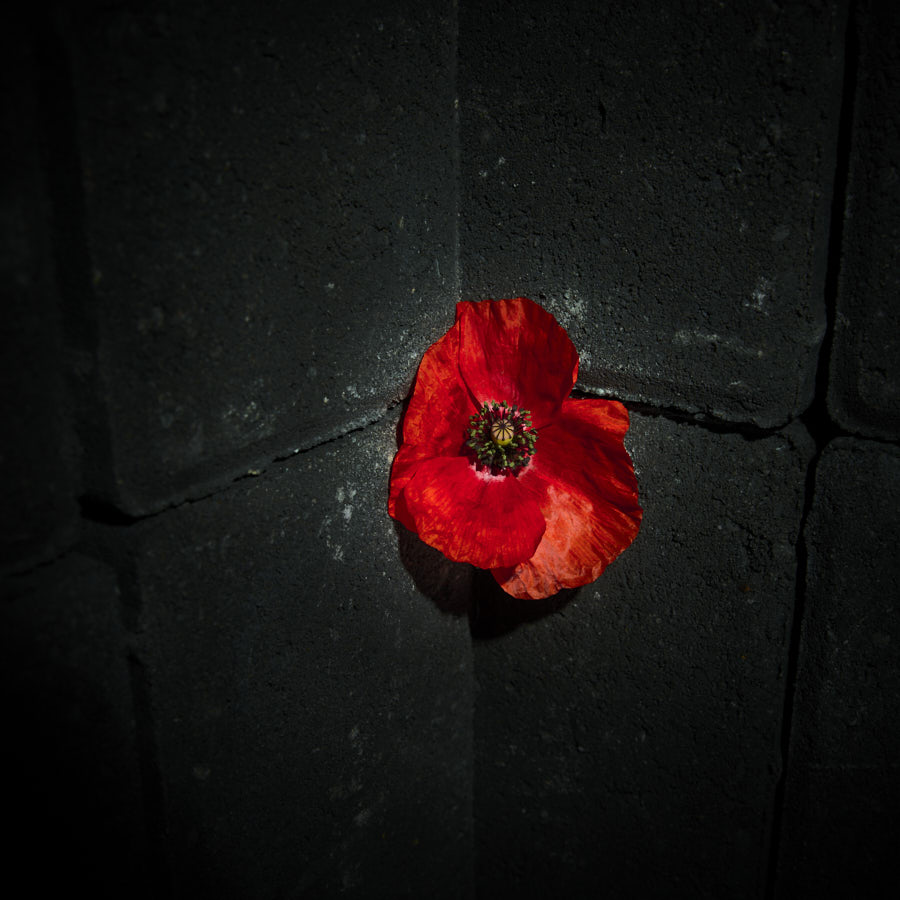 Poppy