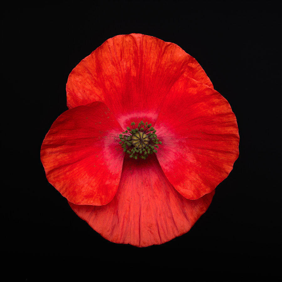 Poppy