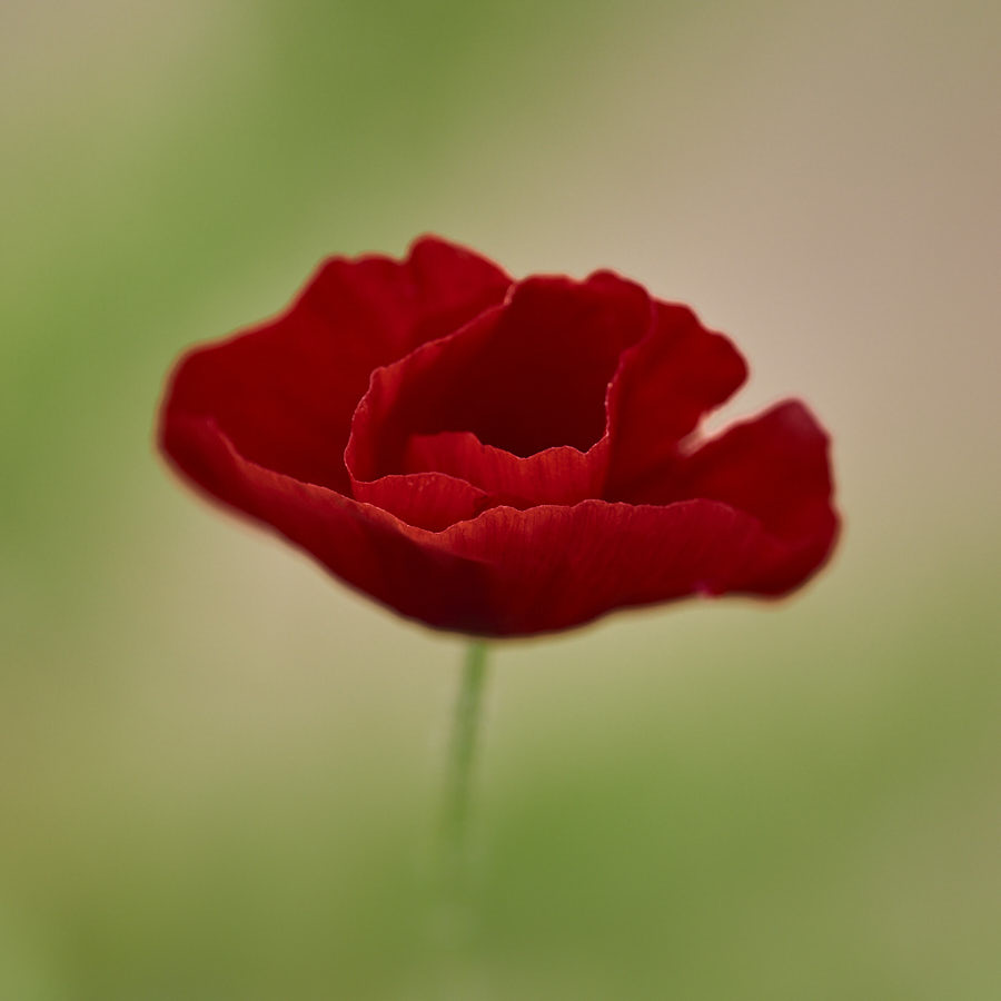 Poppy