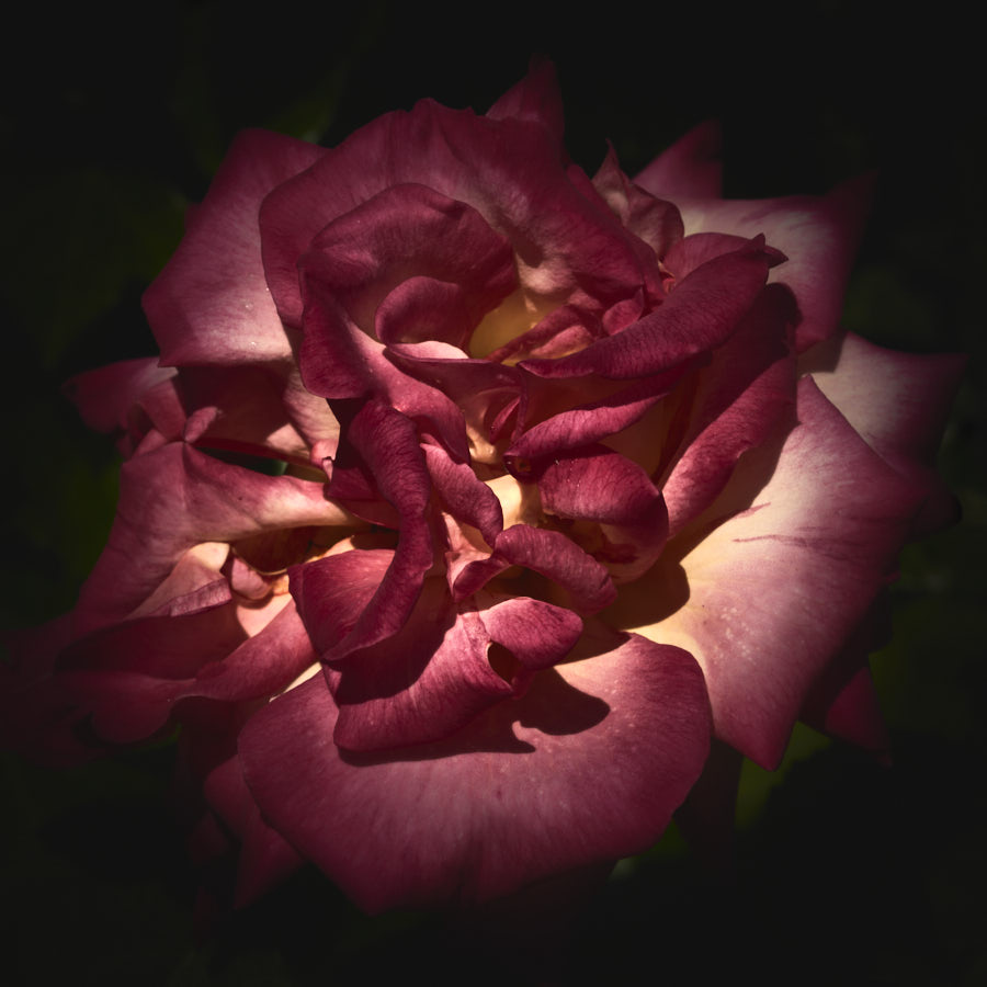 image11