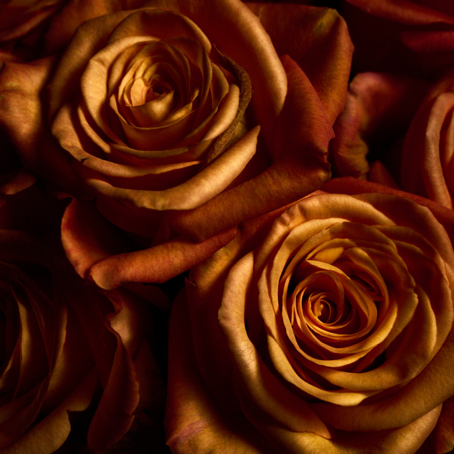 rose-16