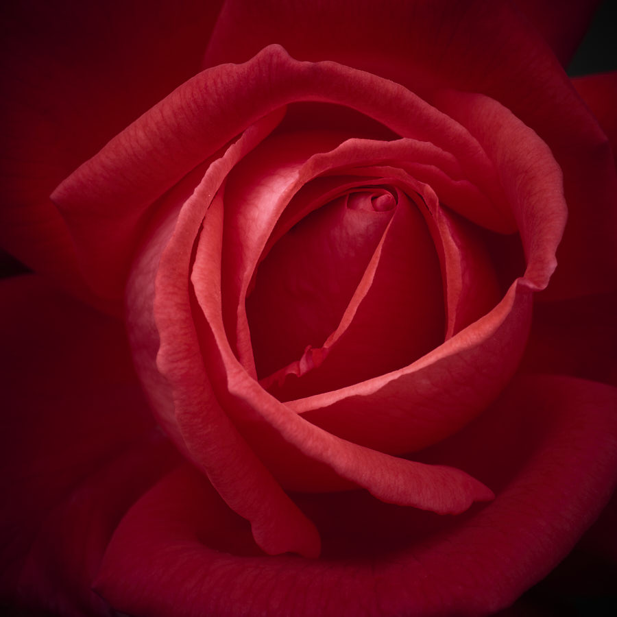 Rose, Tregarth, Wales
