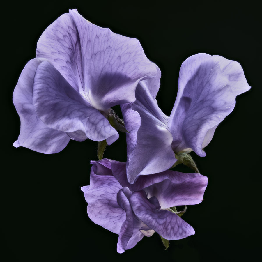 Sweet Pea