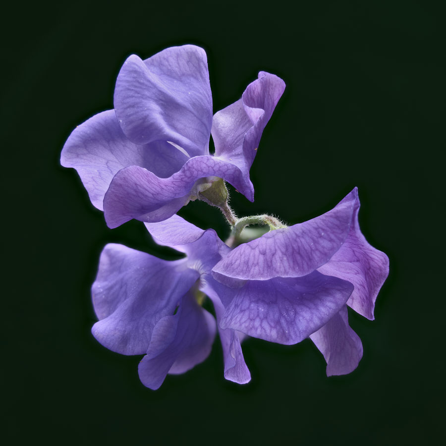 Sweetpea