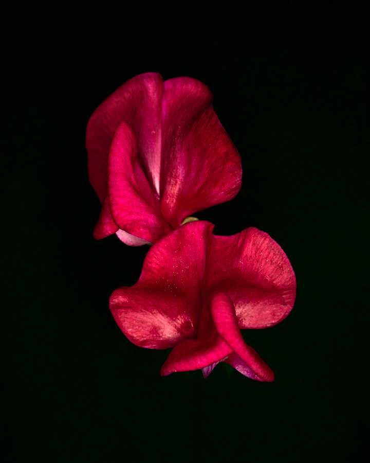 Sweet pea