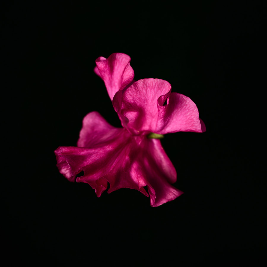 Sweet Pea
