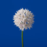 Alluim, Flower, Wales